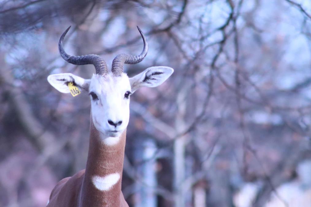 Red Rocks - Dama Gazelle
