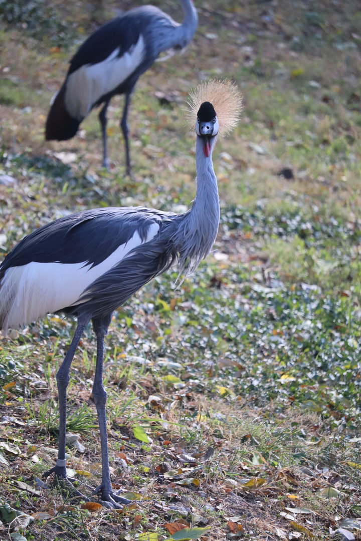 Red Rocks - East African Crowned Crane