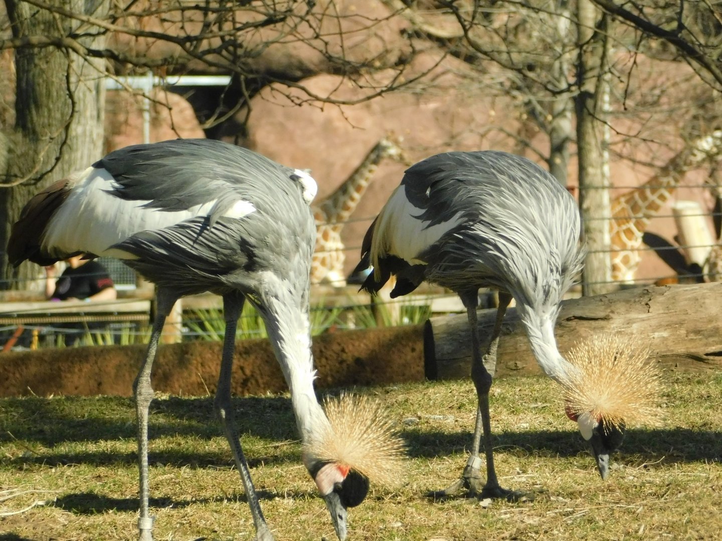Red Rocks- East African Grey Crowned Cranes and Giraffe- February 2022