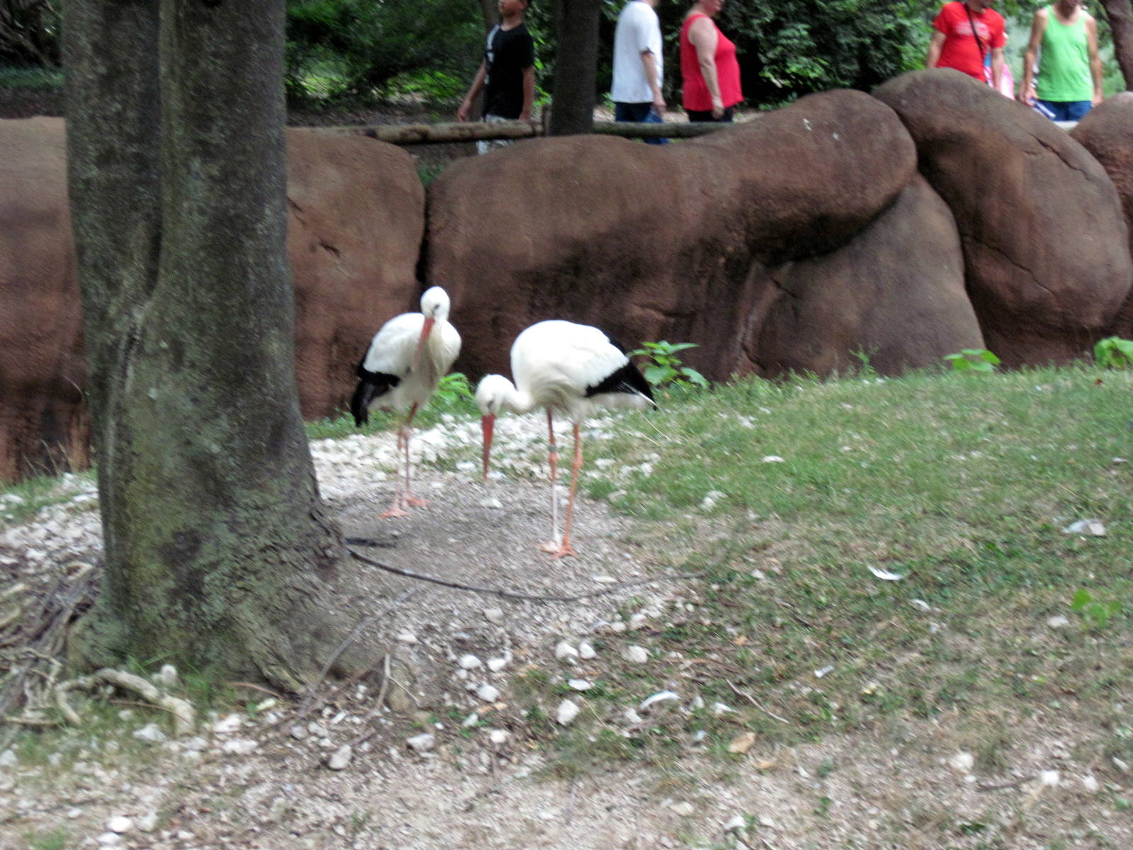 Red Rocks-European White Storks