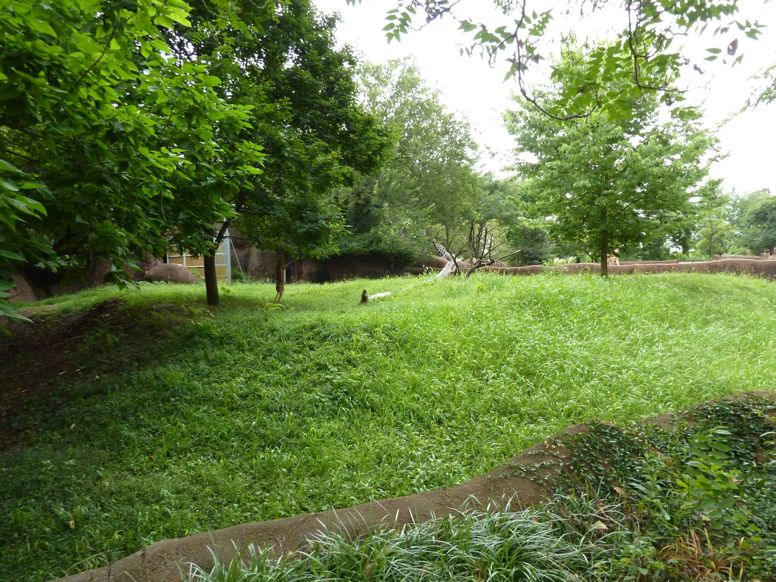 Red Rocks - Gerenuk Exhibit