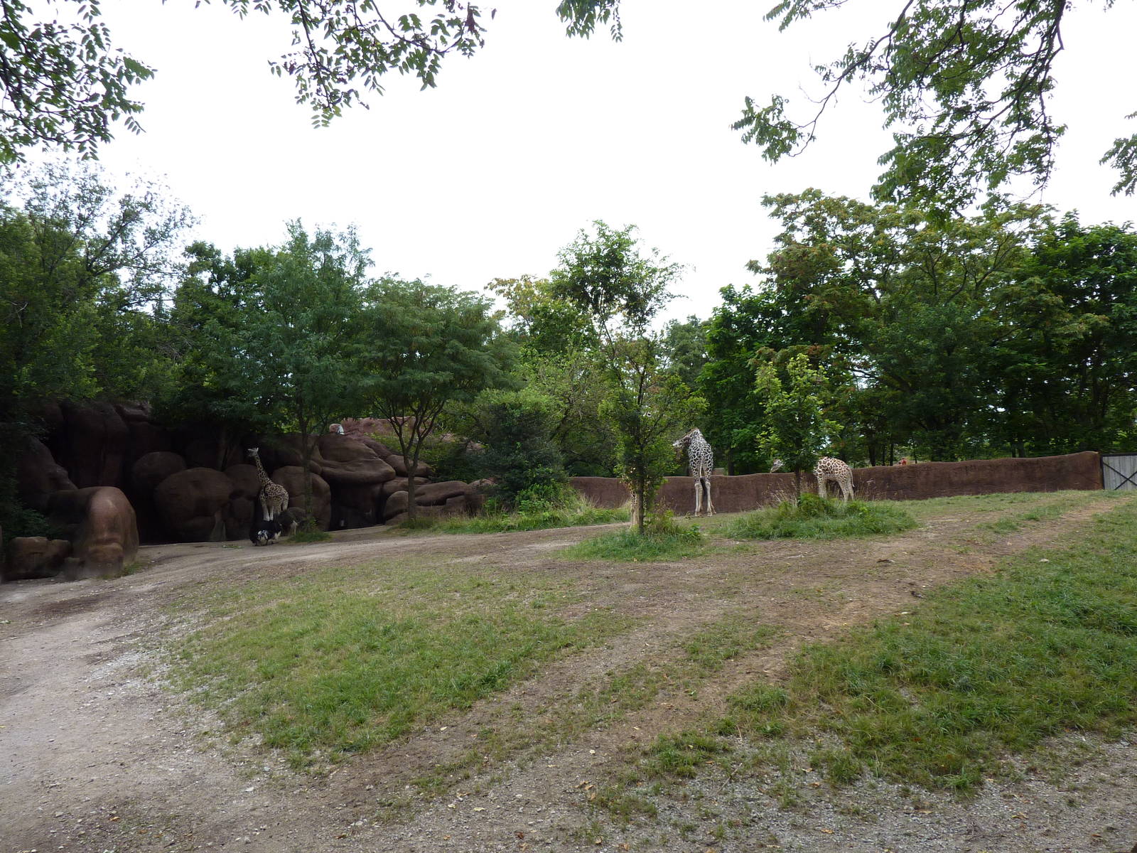 Red Rocks - Giraffe/Ostrich Exhibit
