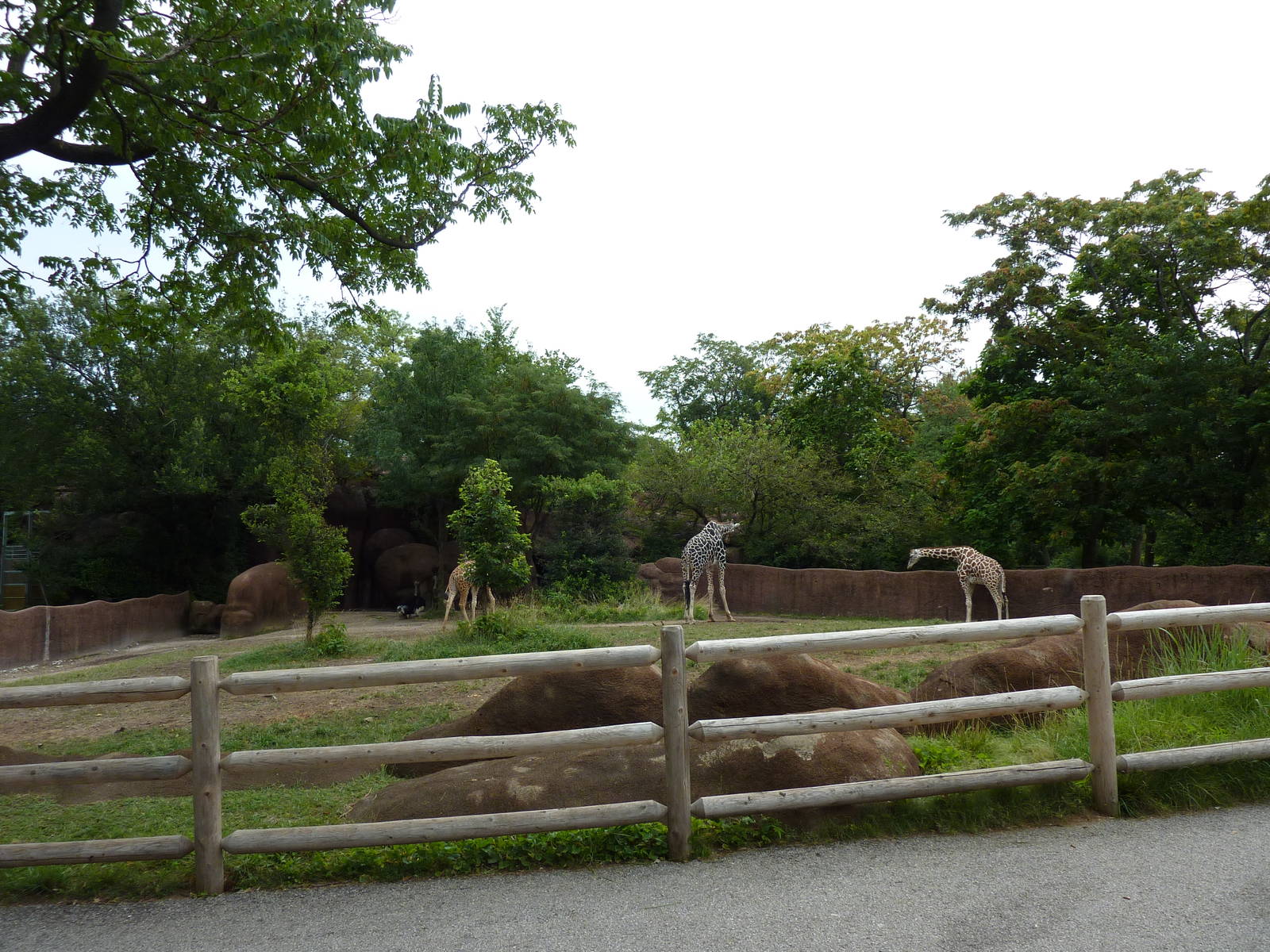 Red Rocks - Giraffe/Ostrich Exhibit