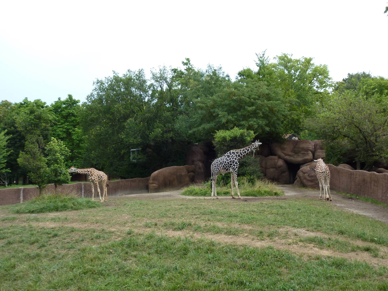 Red Rocks - Giraffe/Ostrich Exhibit