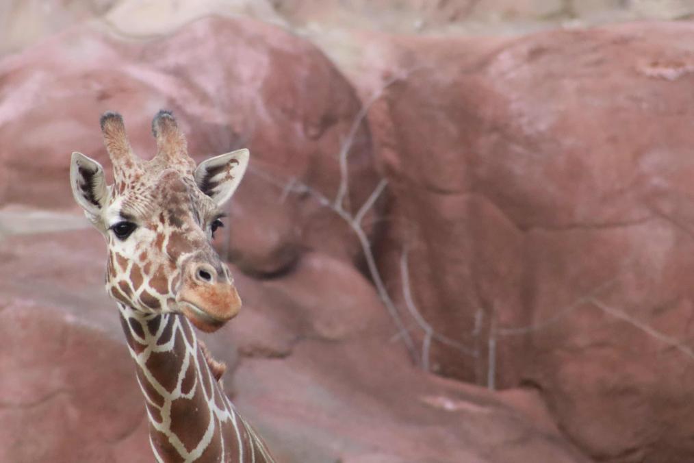 Red Rocks - Giraffe