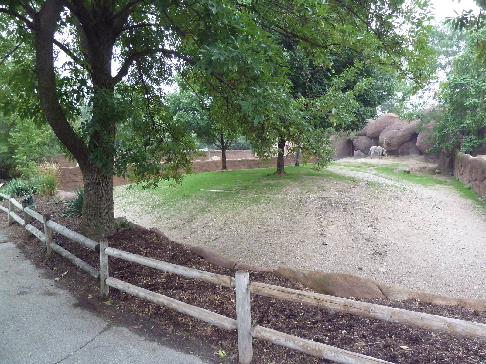 Red Rocks - Grevy's Zebra Exhibit #2