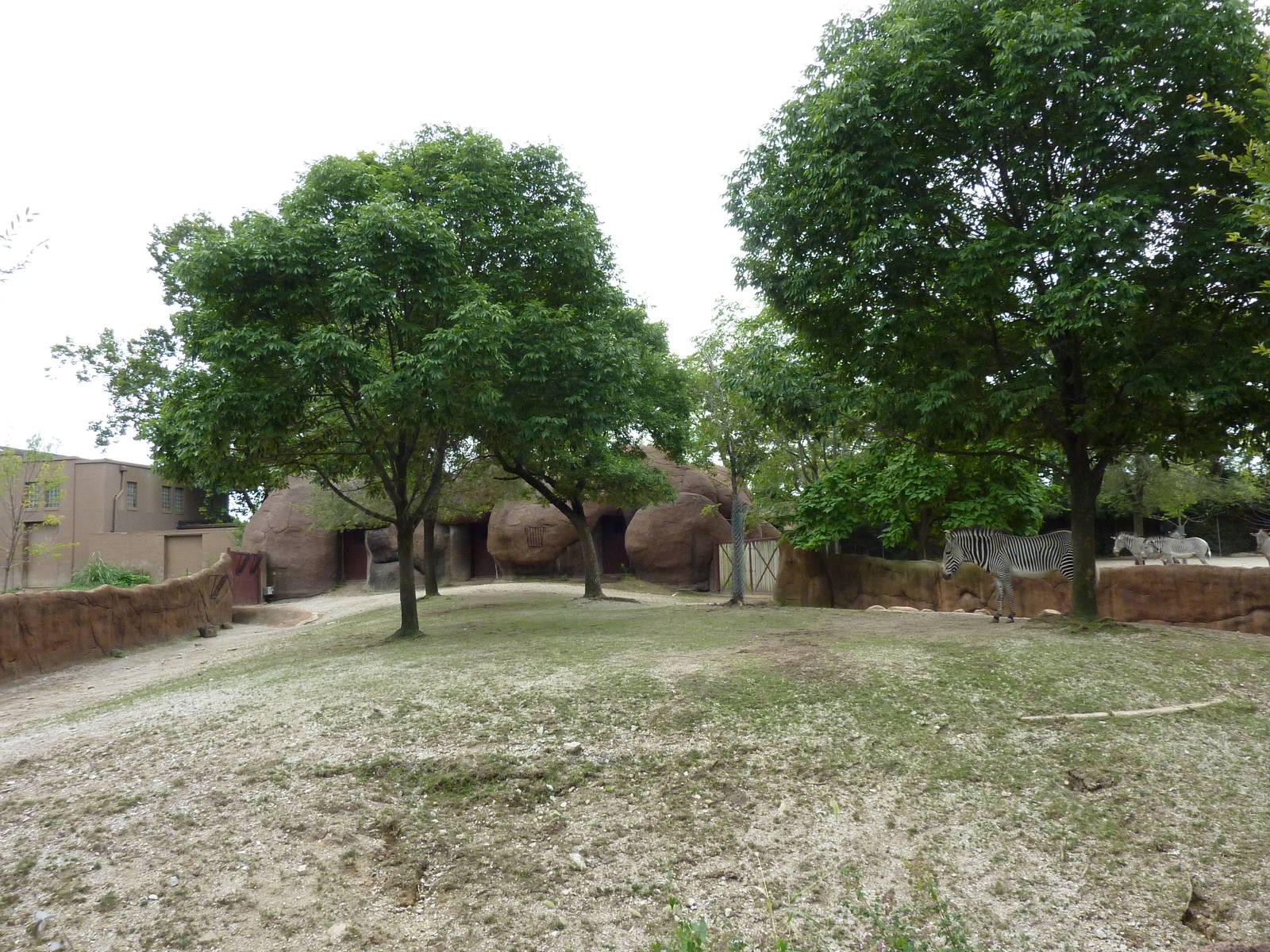Red Rocks - Grevy's Zebra Exhibit