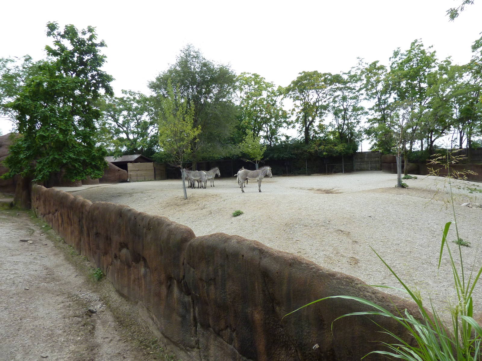 Red Rocks - Grevy's Zebra Exhibit