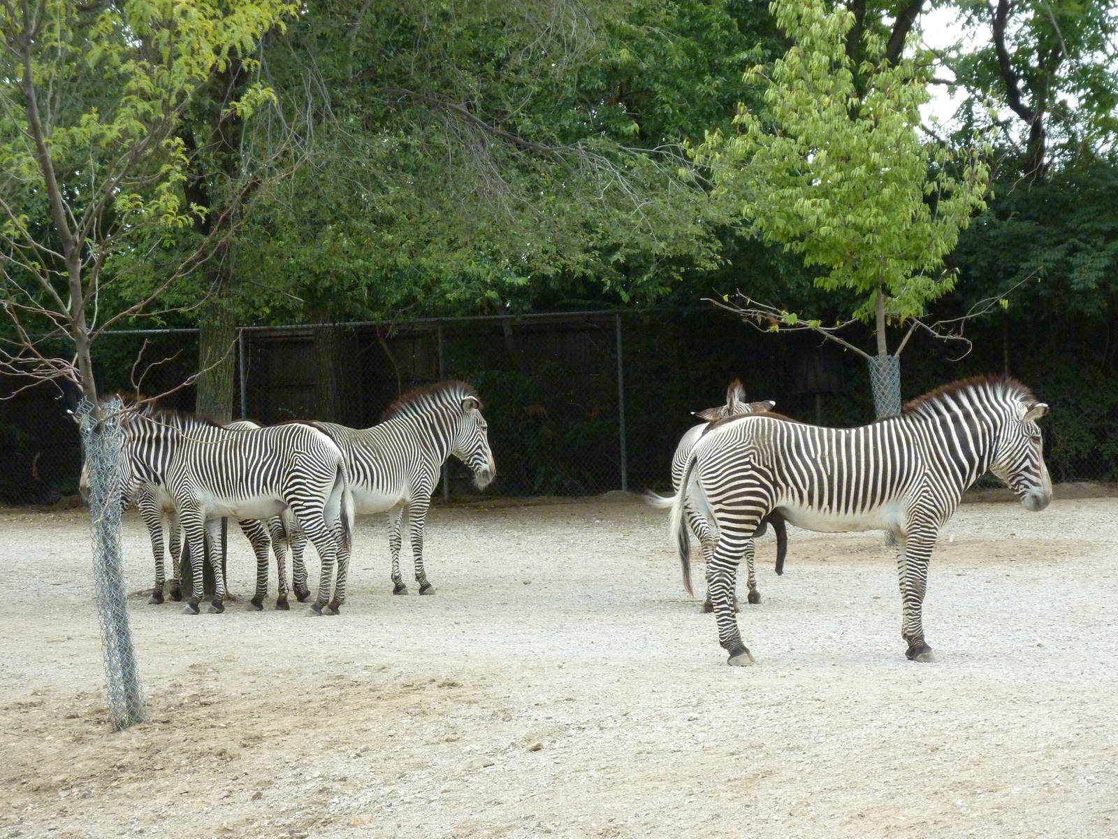 Red Rocks - Grevy's Zebra Exhibit