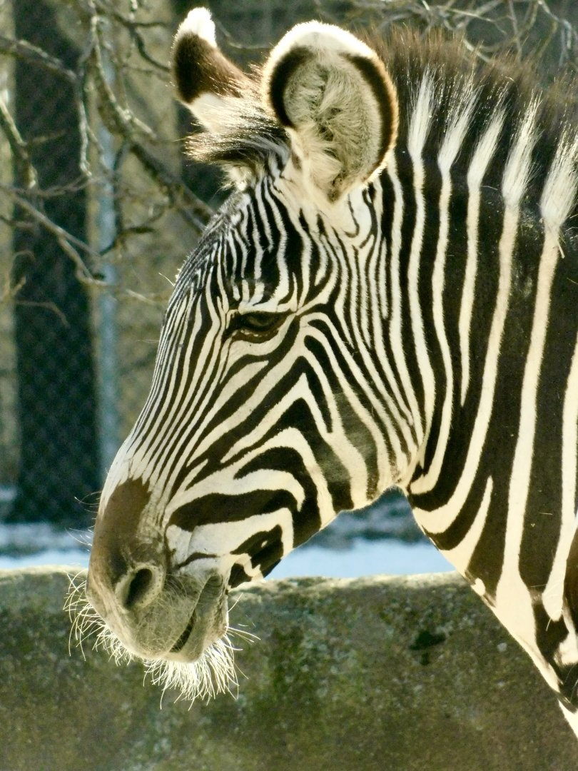 Red Rocks- Grevy’s Zebra - February 27, 2022