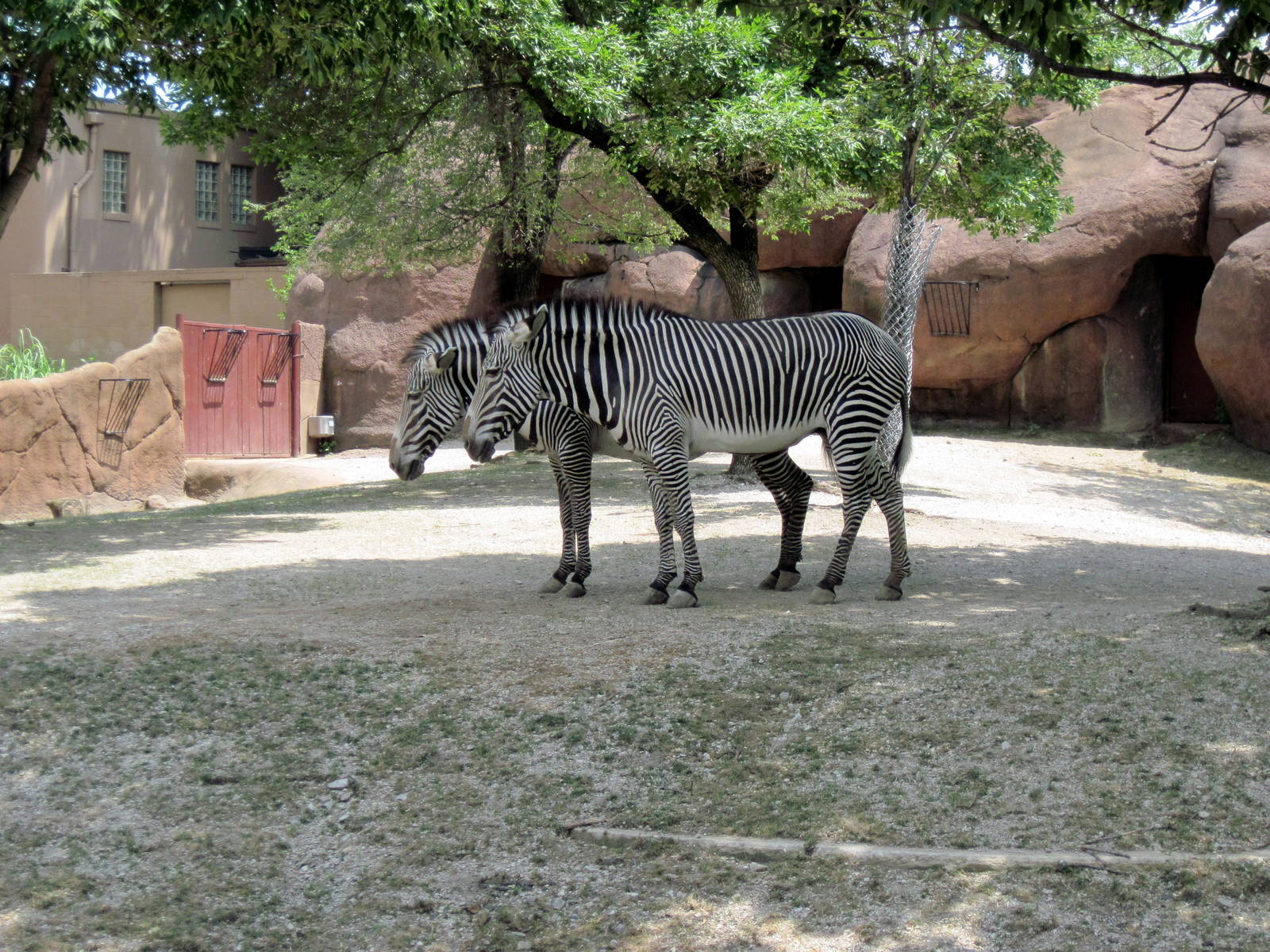 Red Rocks-Grevy's Zebra