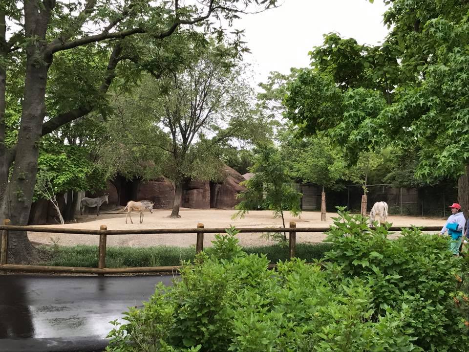 Red Rocks- Grevy's Zebra