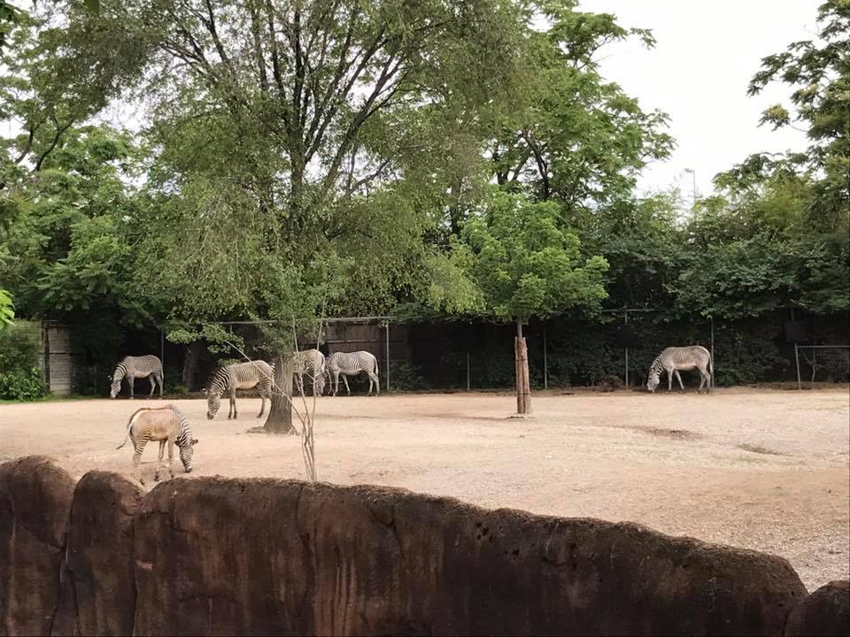 Red Rocks- Grevy's Zebra