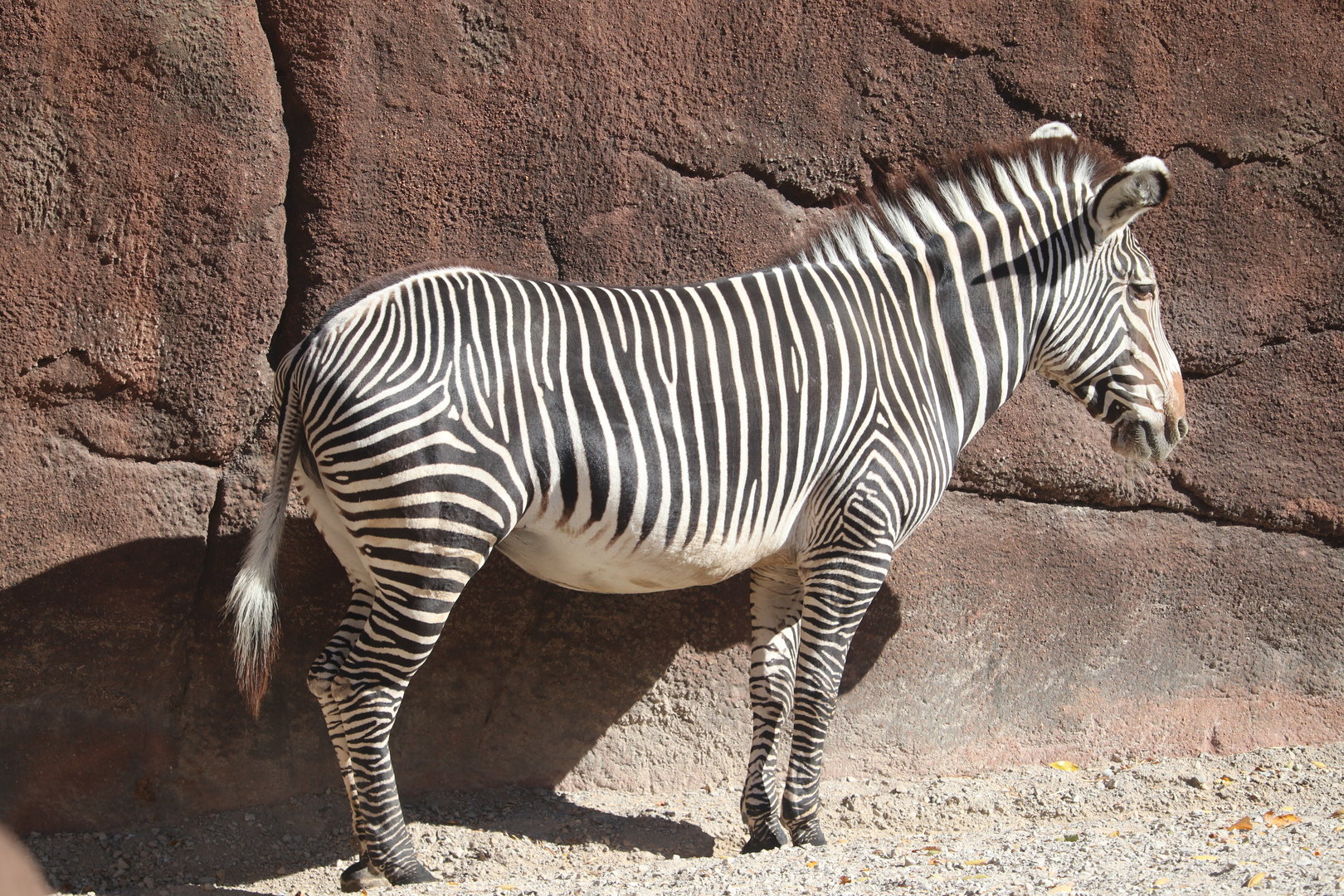 Red Rocks - Grevy's Zebra