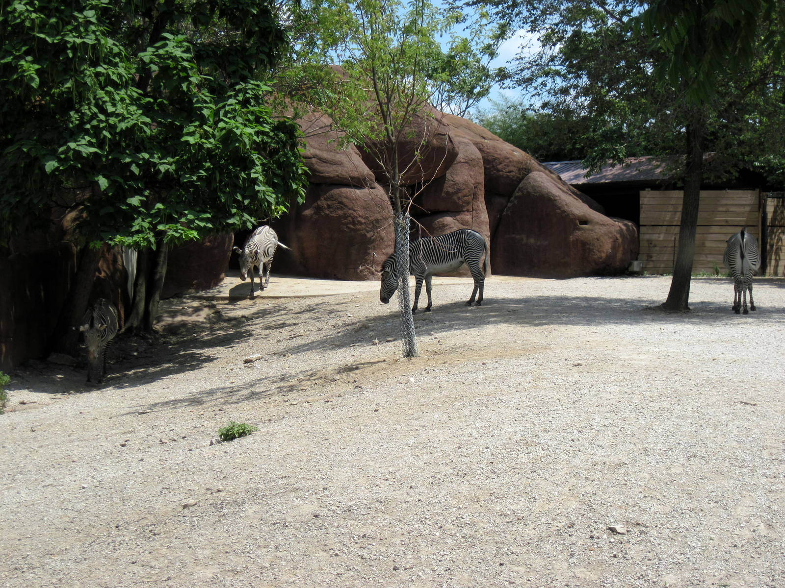 Red Rocks-Grevy's Zebras