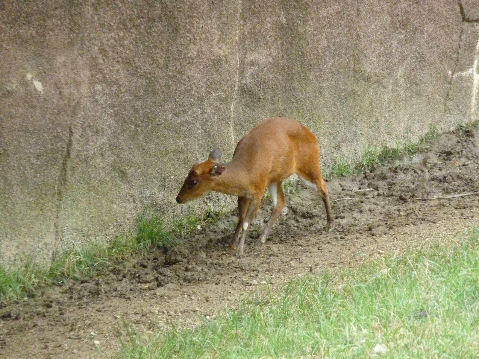 Red Rocks - Indian Muntjac