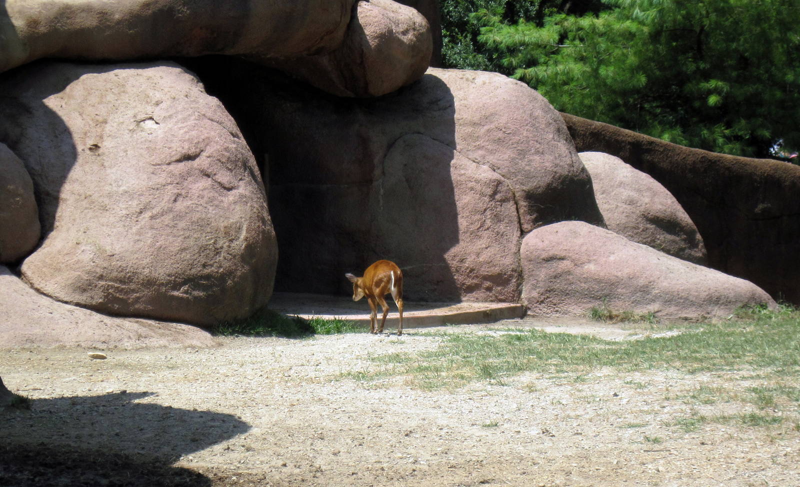 Red Rocks-Indian Muntjac