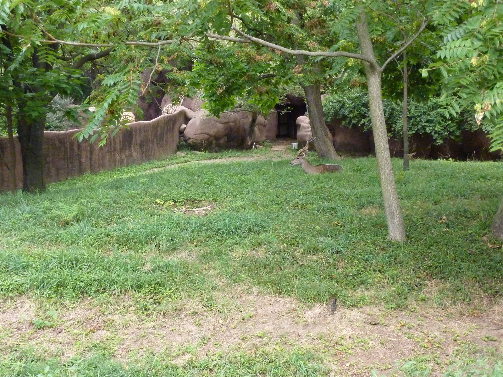 Red Rocks - Lesser Kudu/Cuvier's Gazelle Exhibit