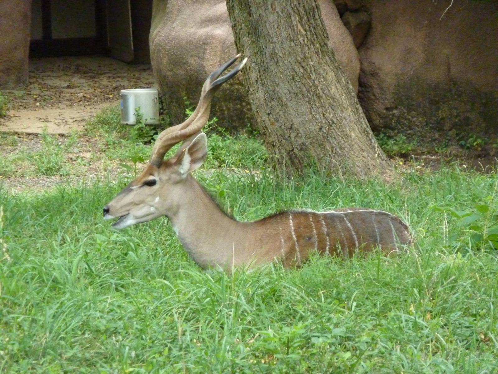 Red Rocks - Lesser Kudu