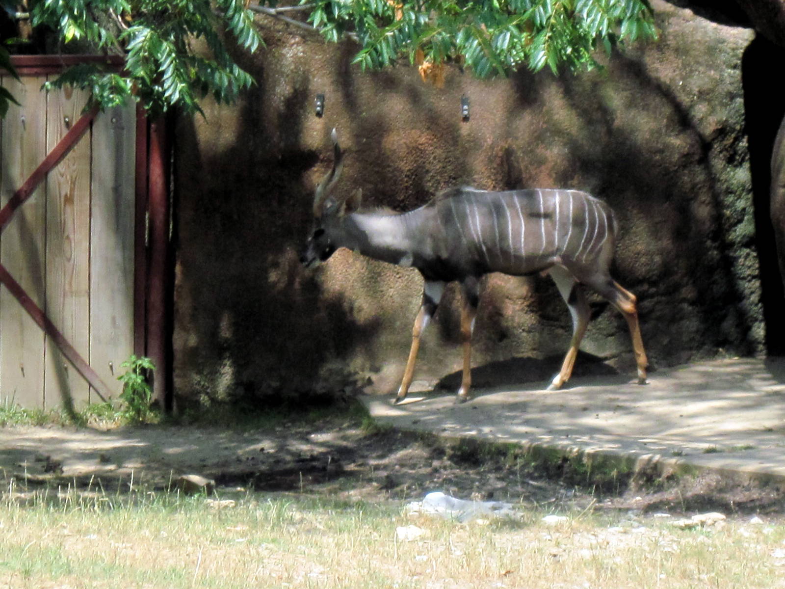Red Rocks-Lesser Kudu