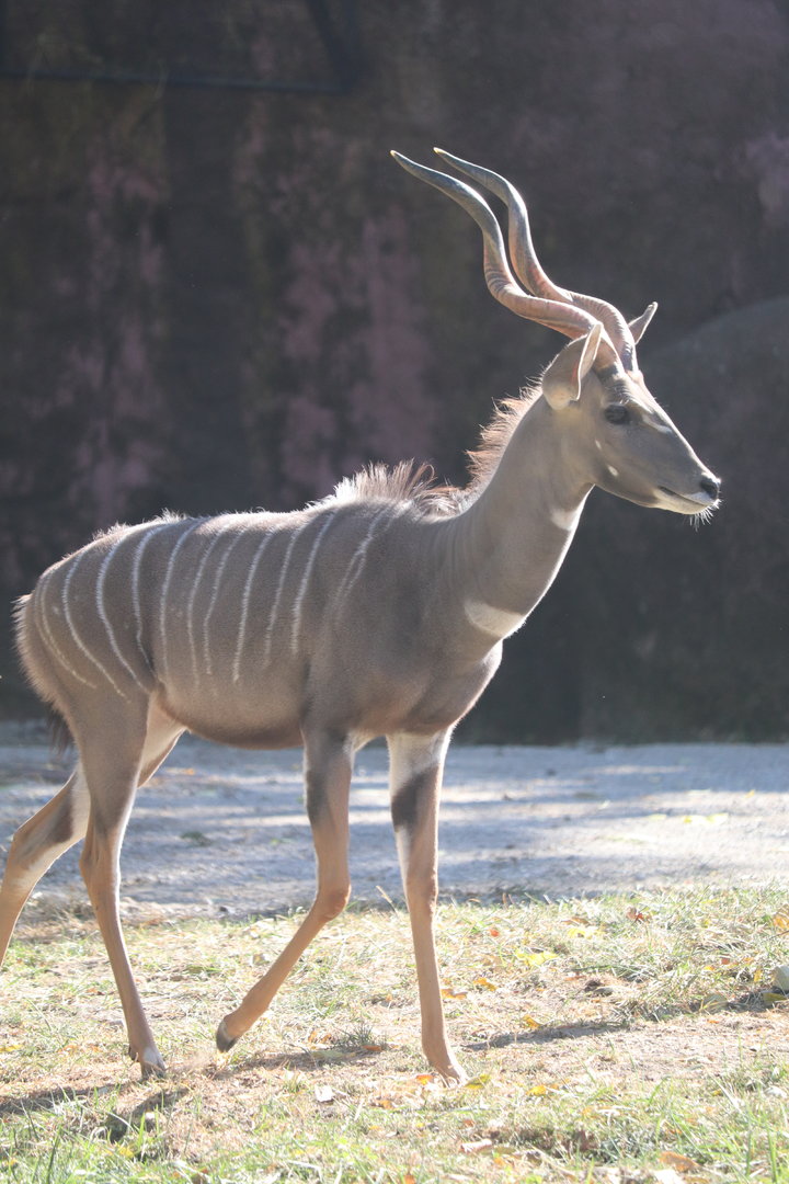 Red Rocks - Lesser Kudu