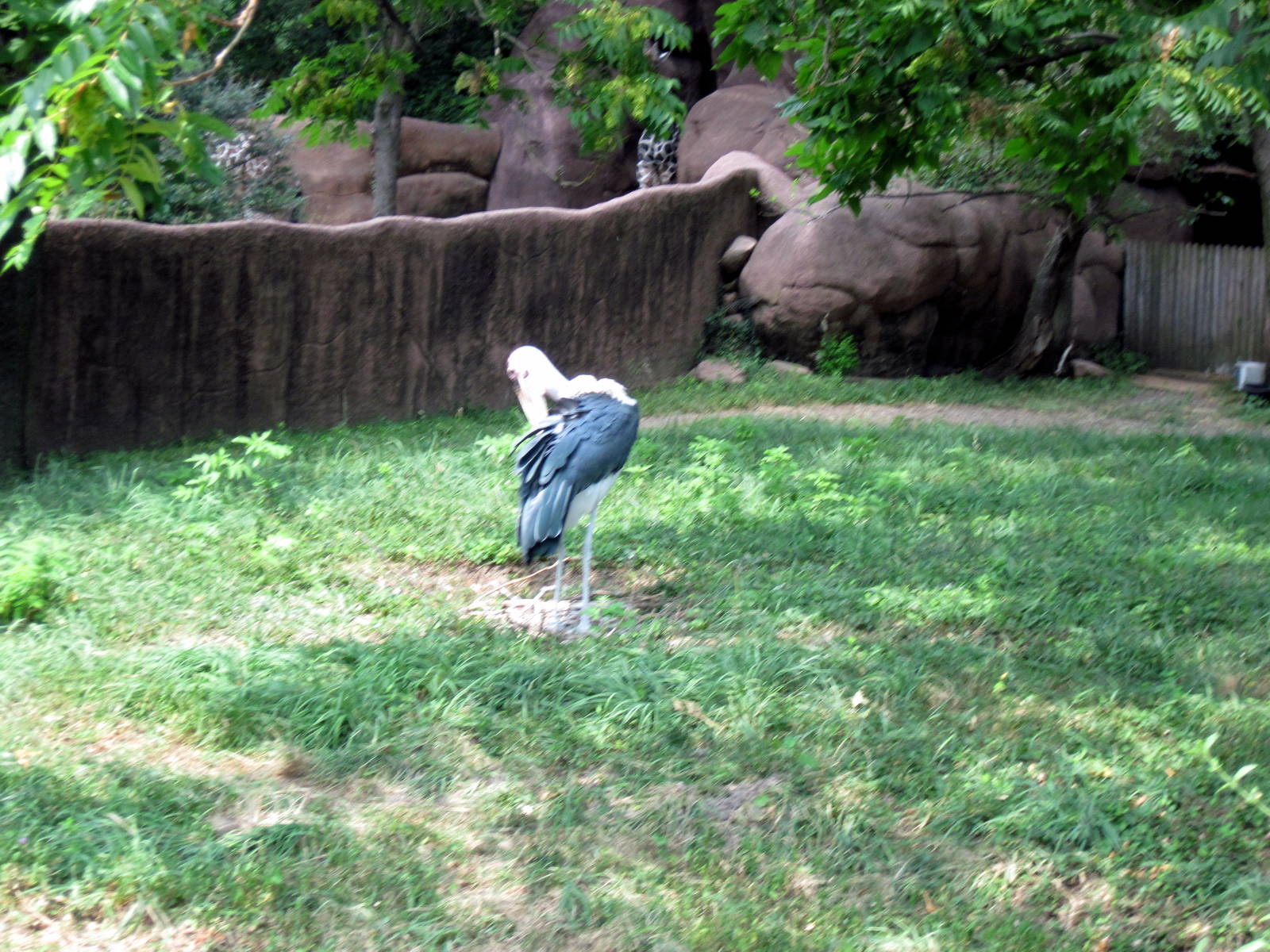 Red Rocks-Marabou Stork