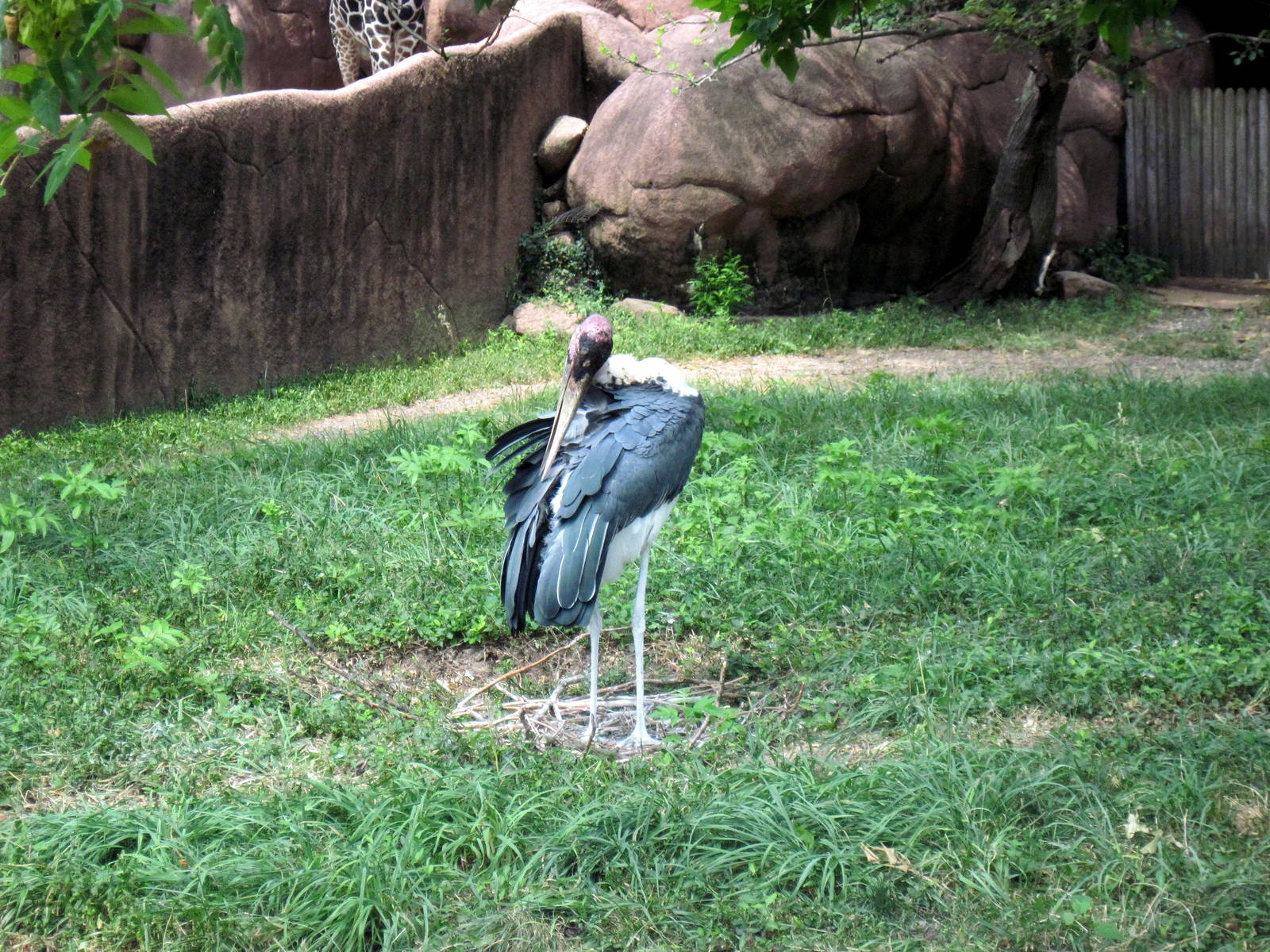 Red Rocks-Marabou Stork