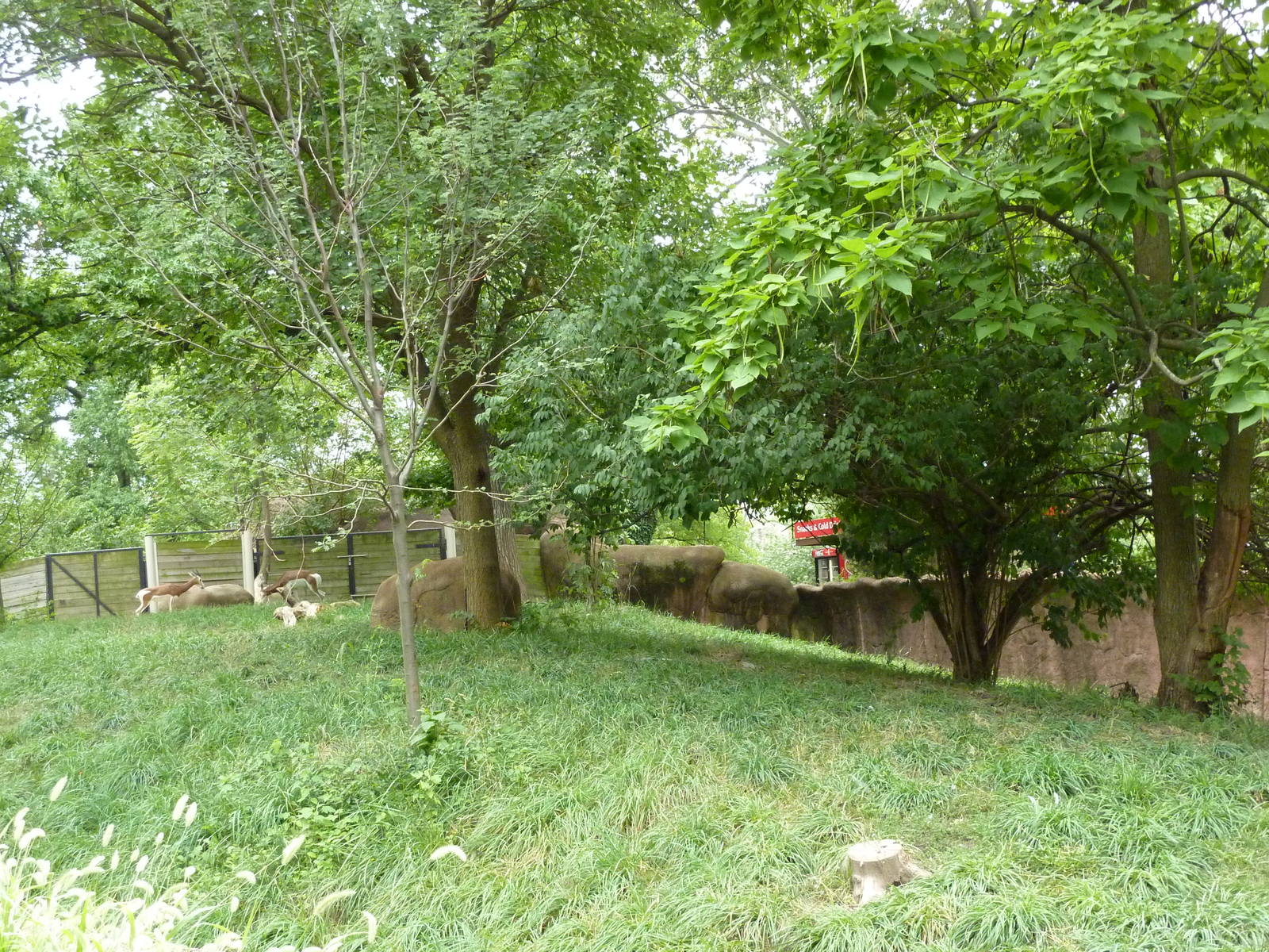 Red Rocks - Mhorr Gazelle/Wattled Crane/Helmeted Guineafowl Exhibit