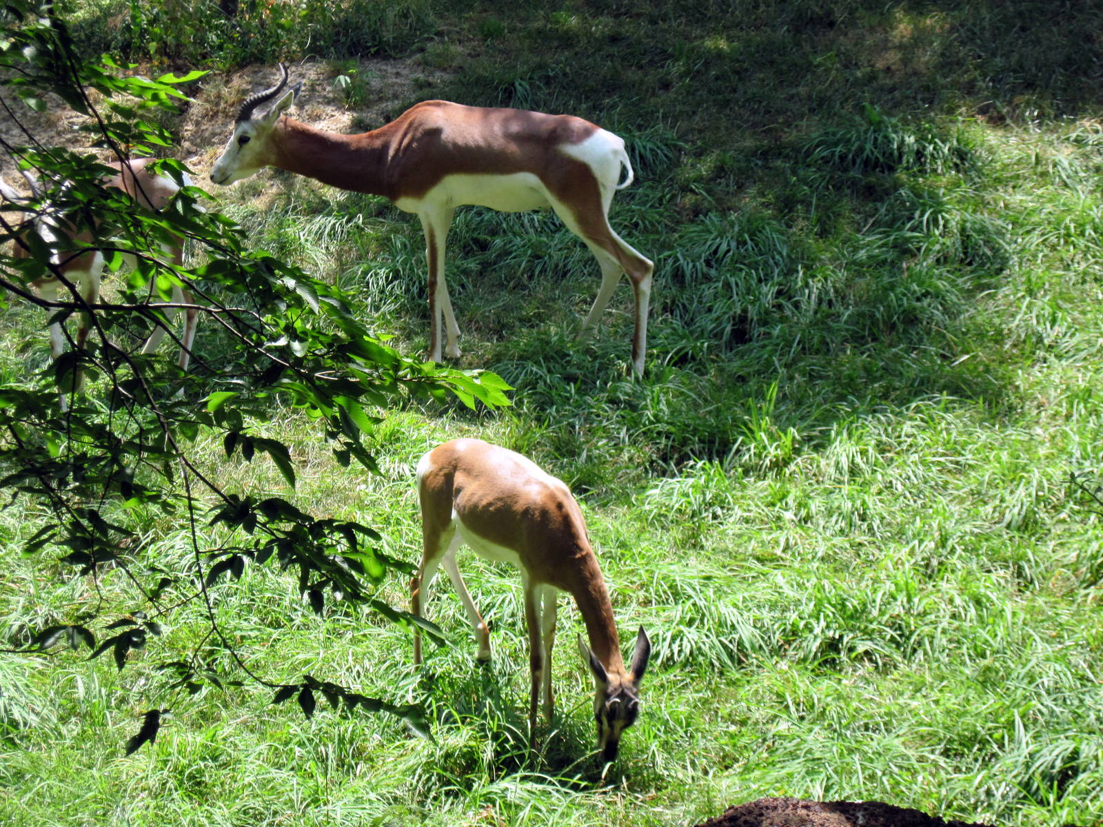 Red Rocks-Mhorr Gazelles