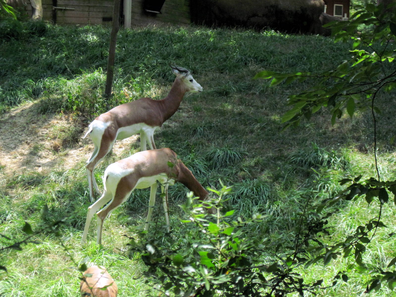 Red Rocks-Mhorr Gazelles