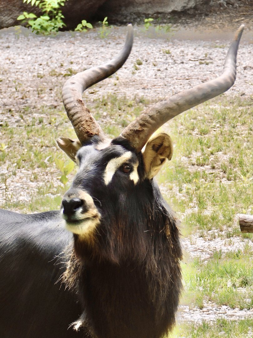 Red Rocks- Nile Lechwe