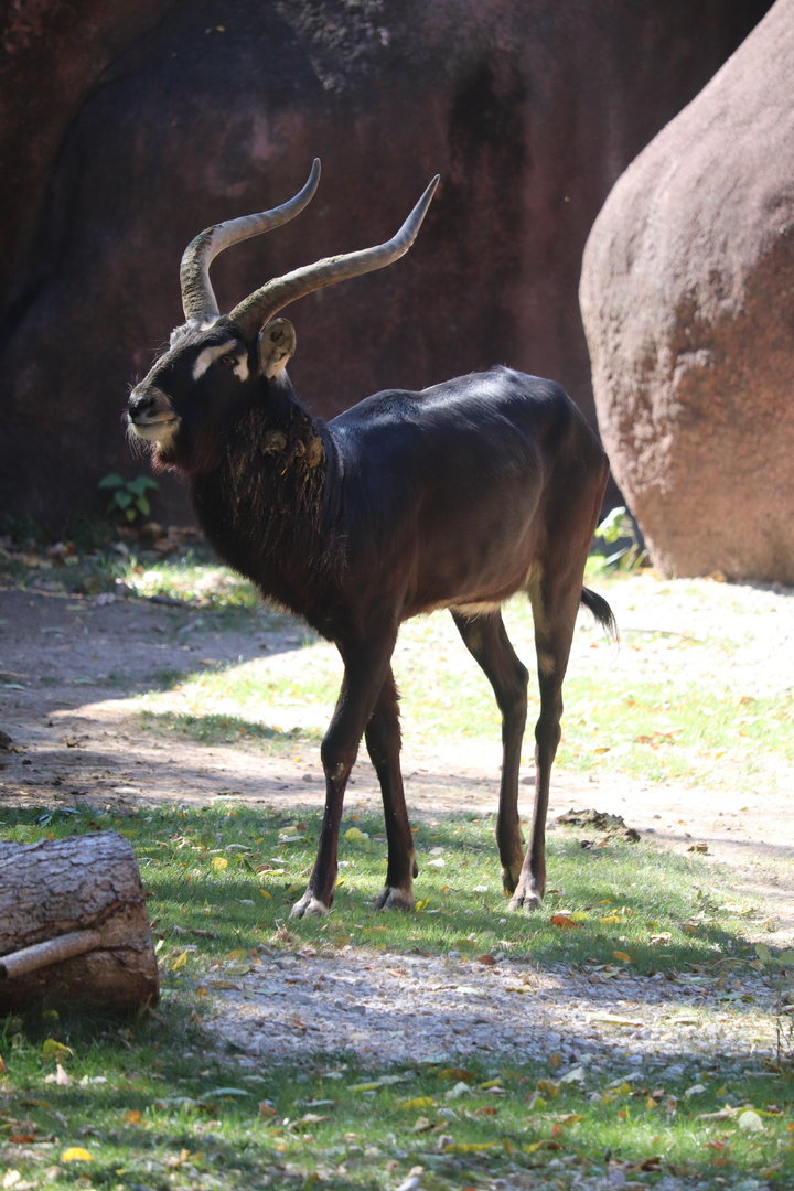 Red Rocks - Nile Lechwe