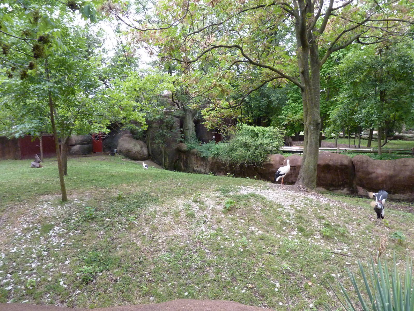 Red Rocks - Nyala/White Stork/East African Crowned Crane Exhibit