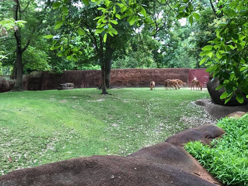 Red Rocks- Nyala