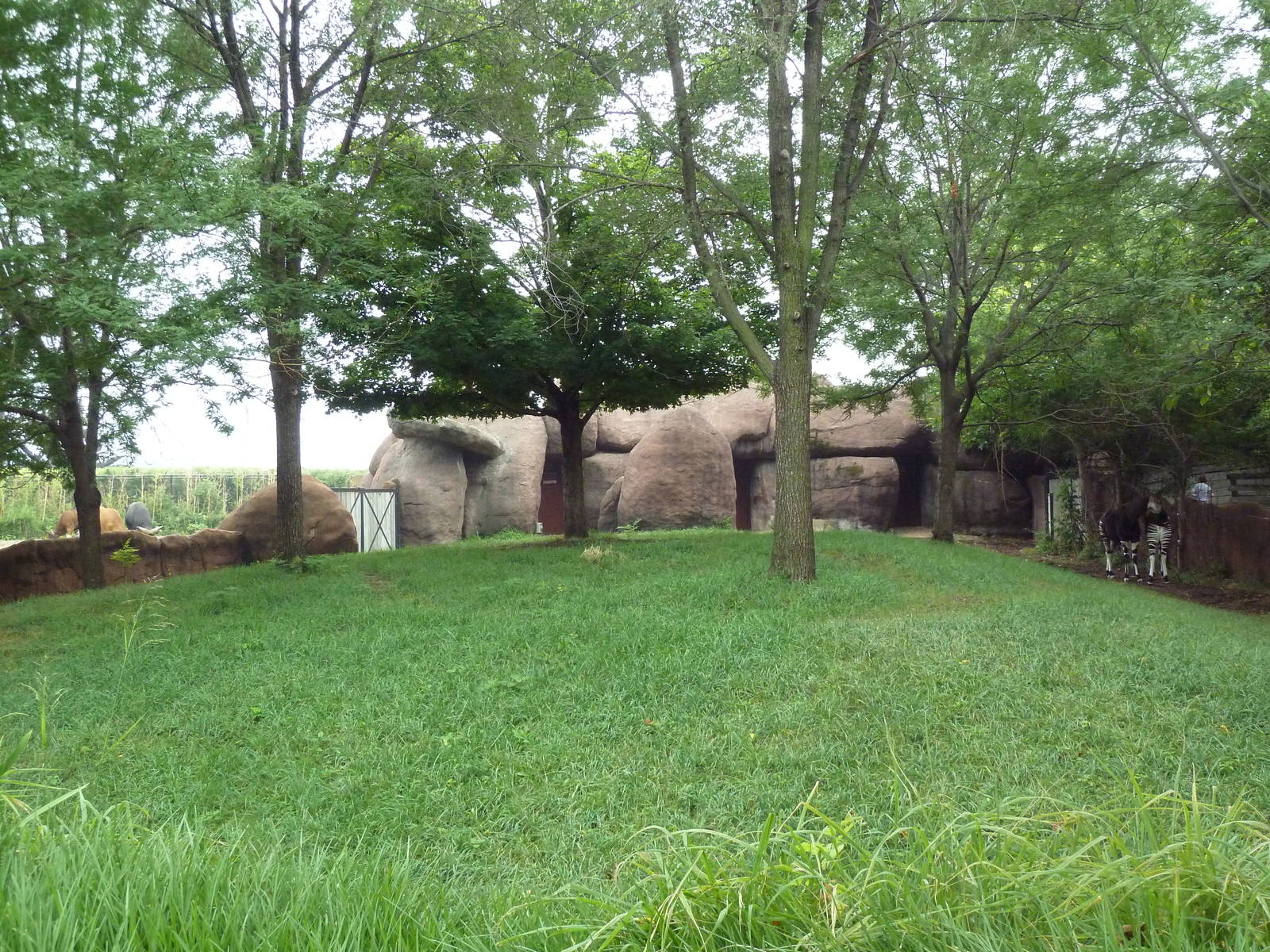 Red Rocks - Okapi Exhibit