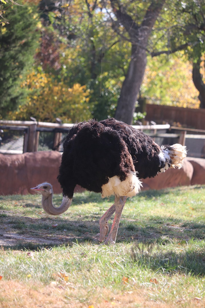 Red Rocks - Ostrich