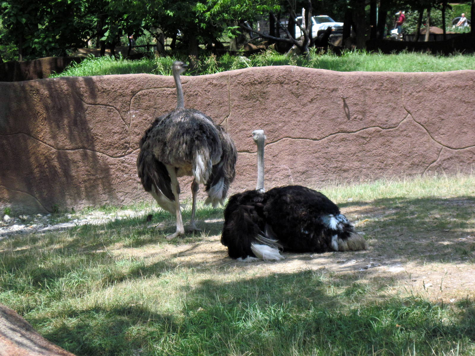 Red Rocks-Ostriches