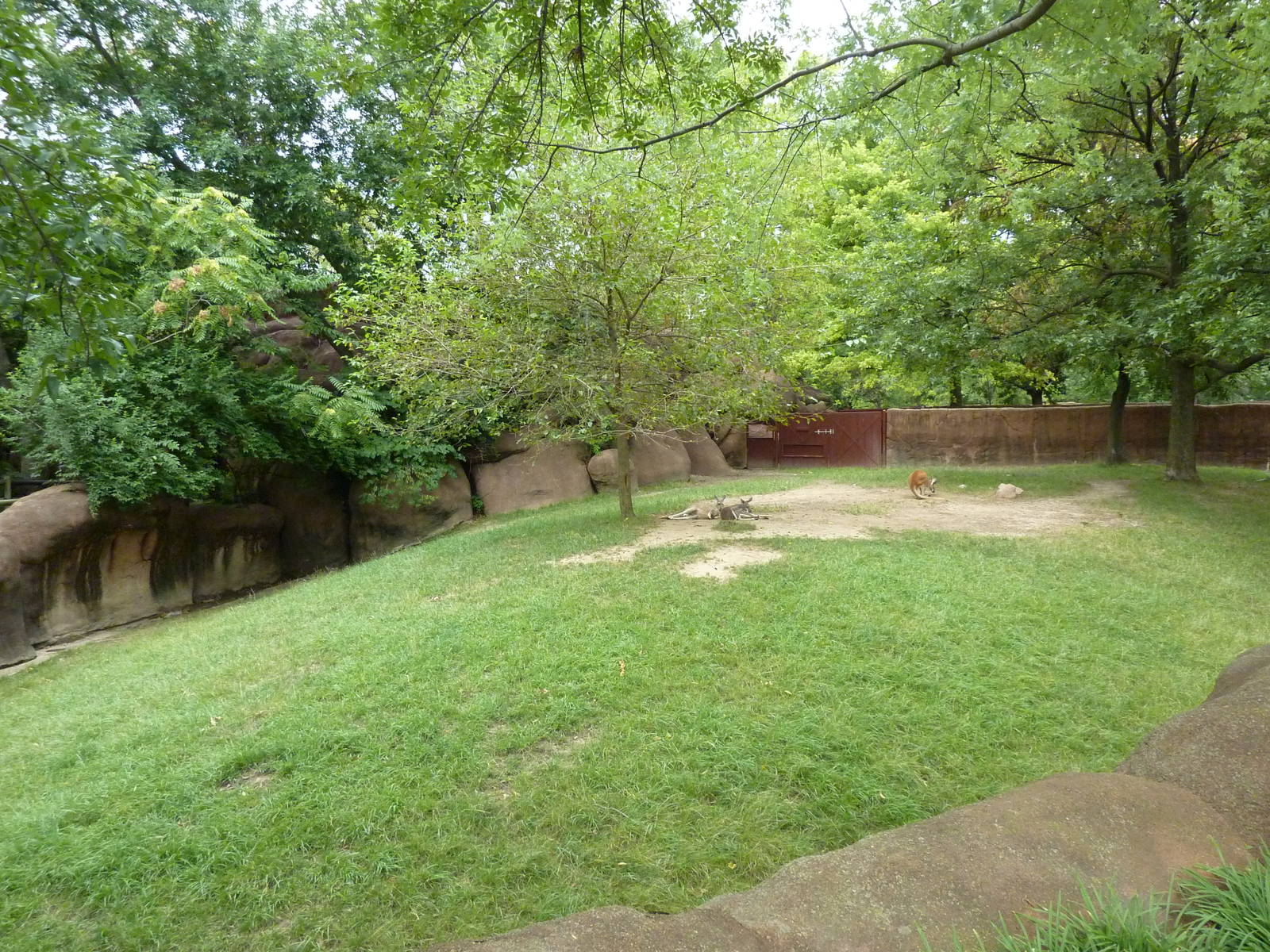 Red Rocks - Red Kangaroo Exhibit