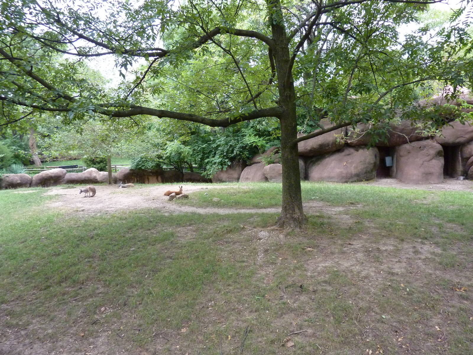 Red Rocks - Red Kangaroo Exhibit
