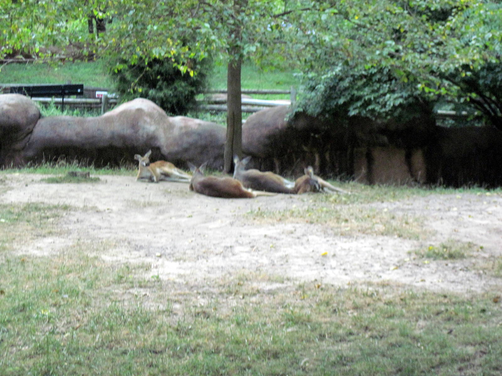 Red Rocks-Red Kangaroo
