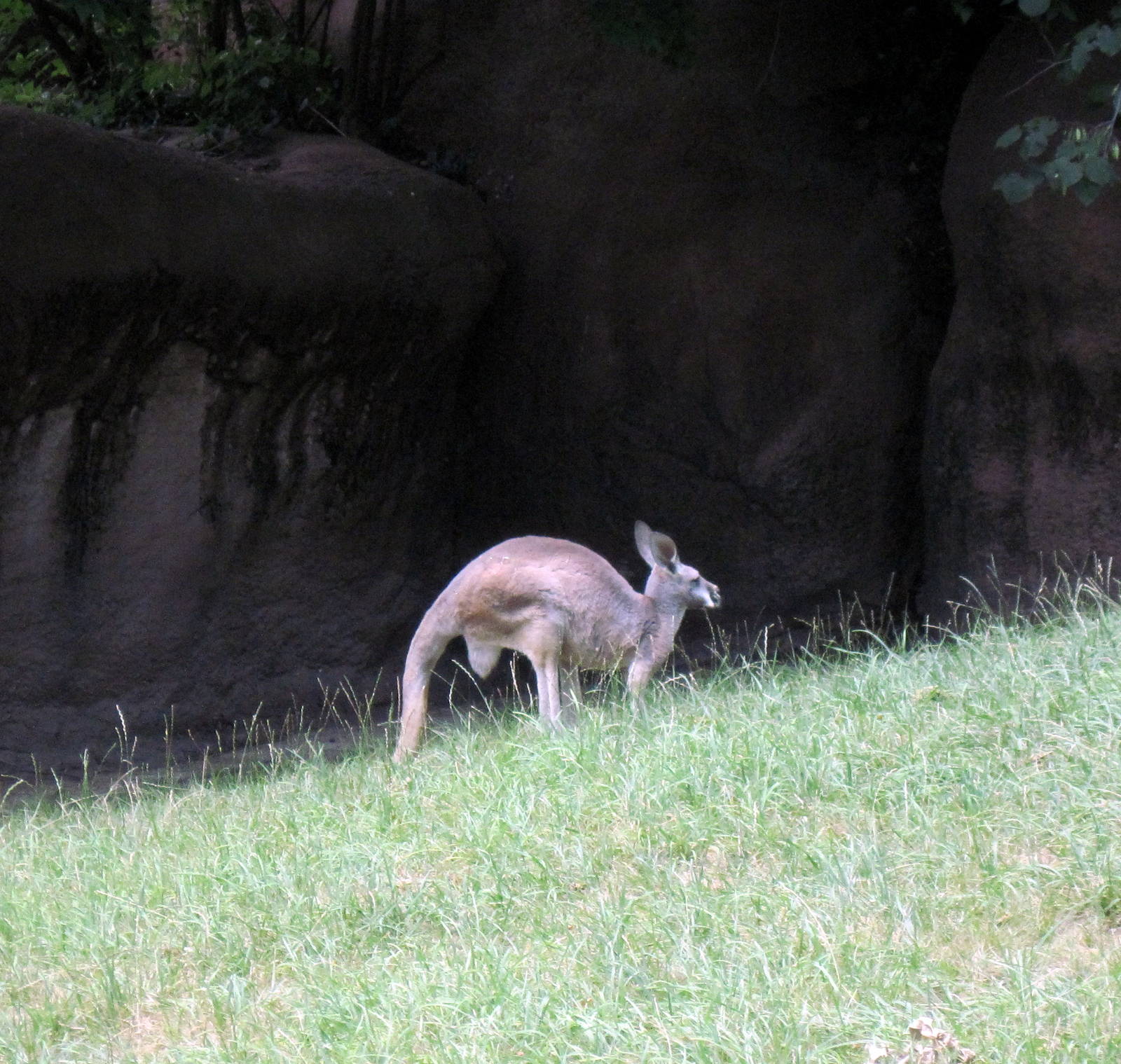Red Rocks-Red Kangaroo