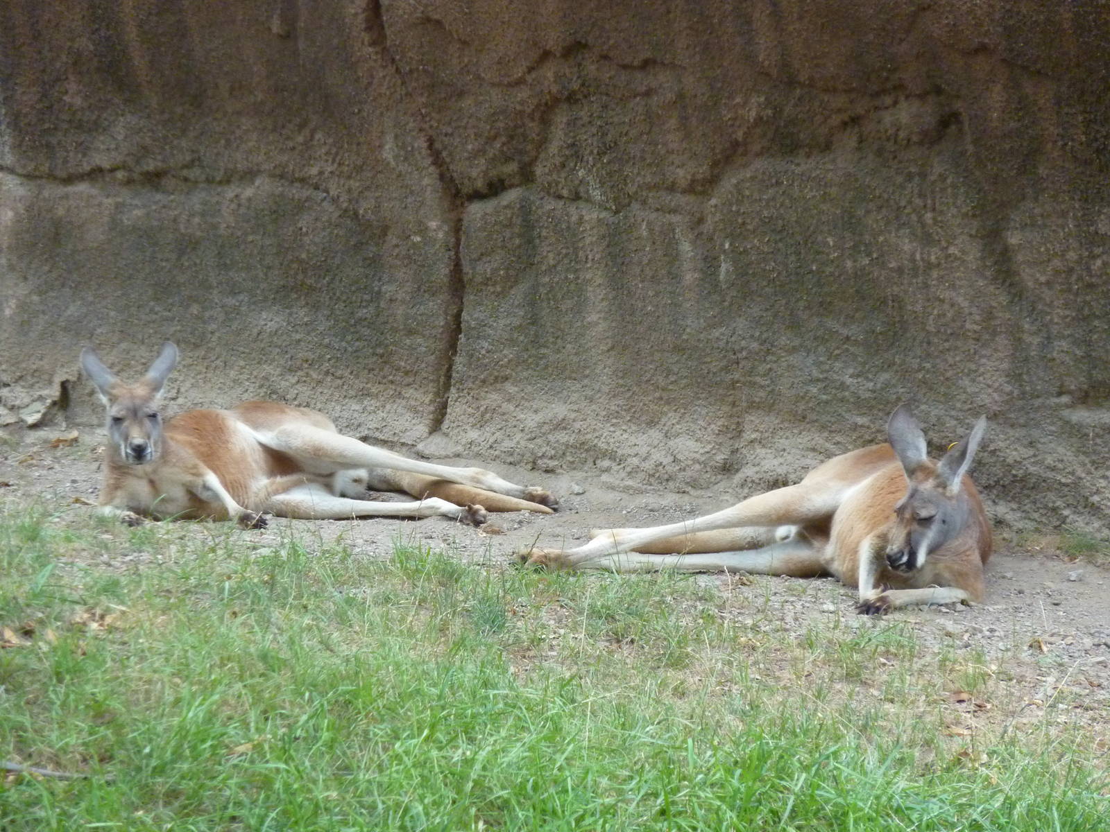 Red Rocks - Red Kangaroos