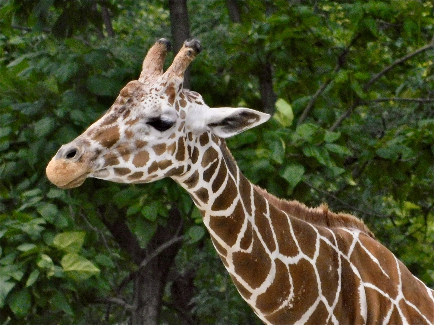 Red Rocks- Reticulated Giraffe