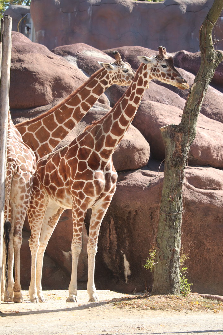 Red Rocks - Reticulated Giraffe
