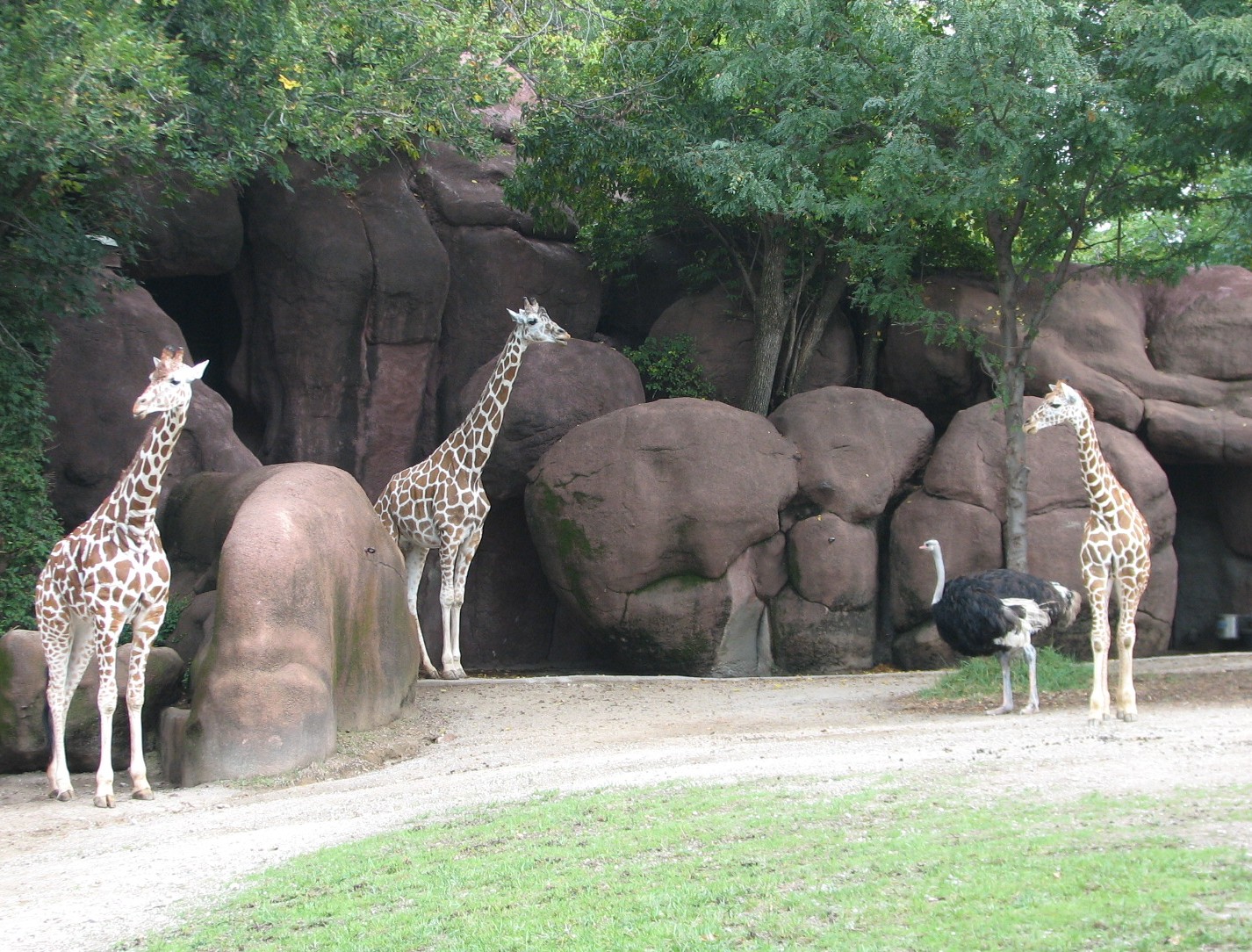 Red Rocks - Reticulated Giraffes and Ostrich