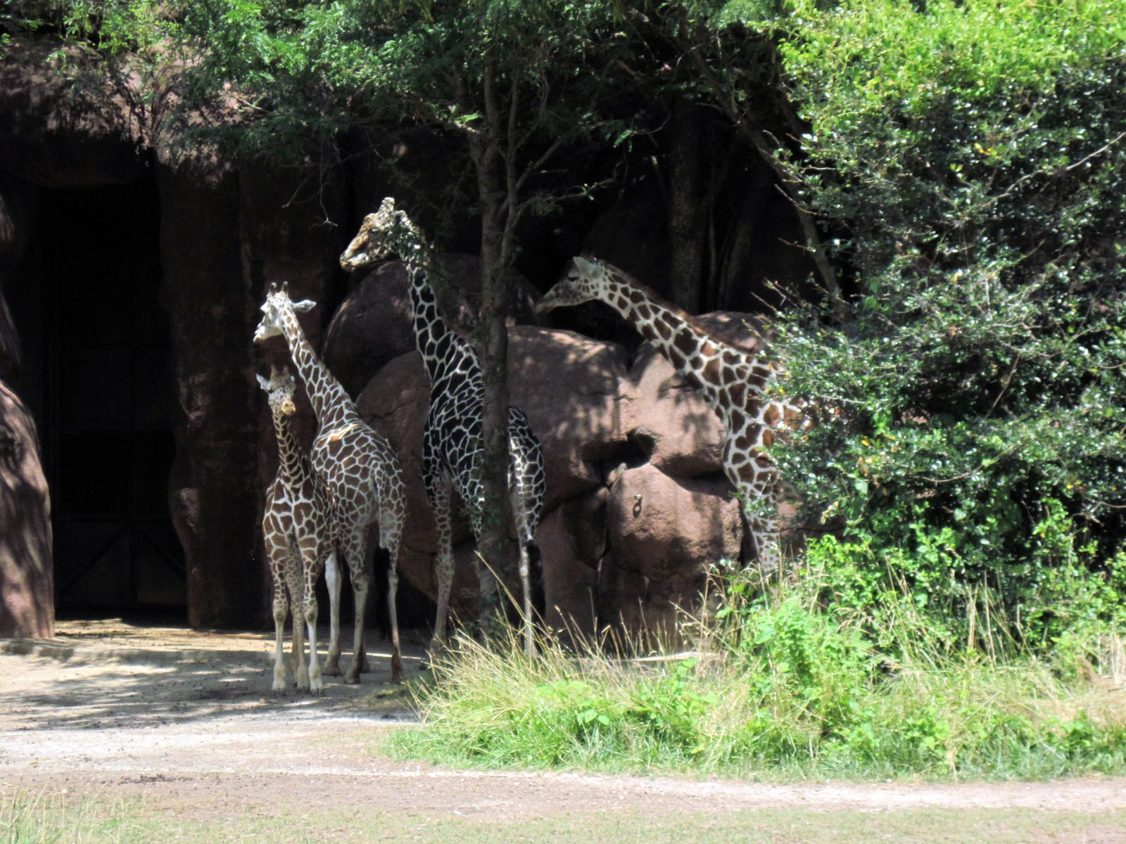 Red Rocks-Reticulated Giraffes