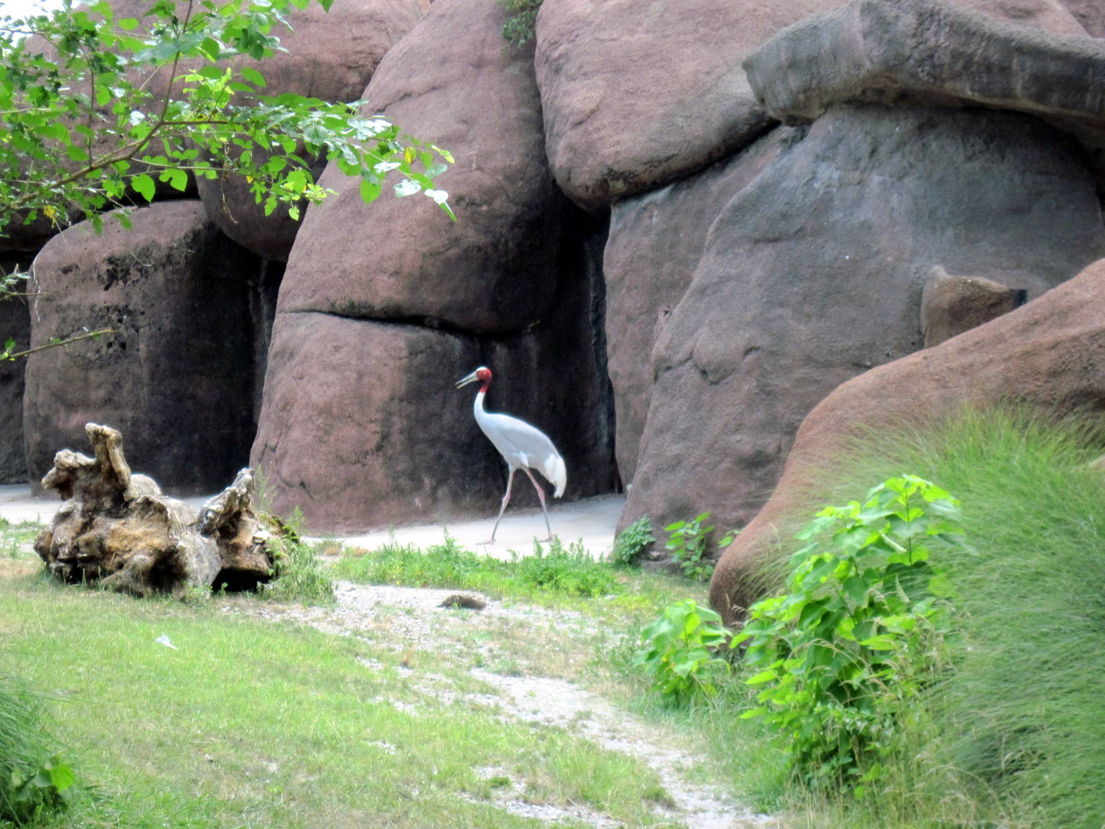 Red Rocks-Sarus Crane