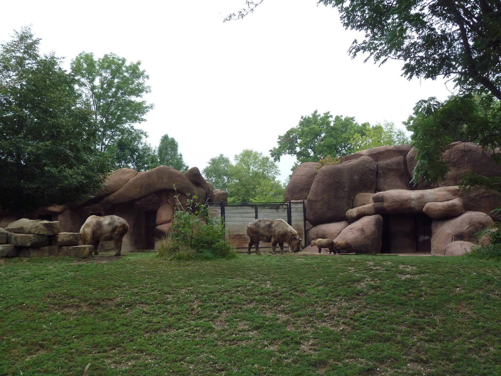 Red Rocks - Sichuan Takin/Chinese Goral Exhibit