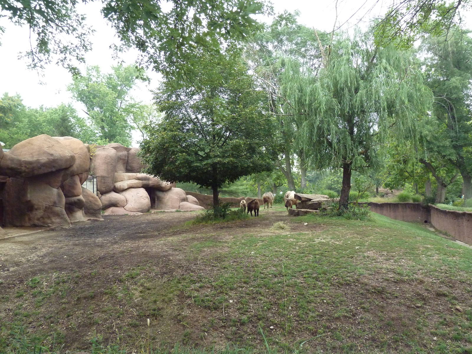 Red Rocks - Sichuan Takin/Chinese Goral Exhibit