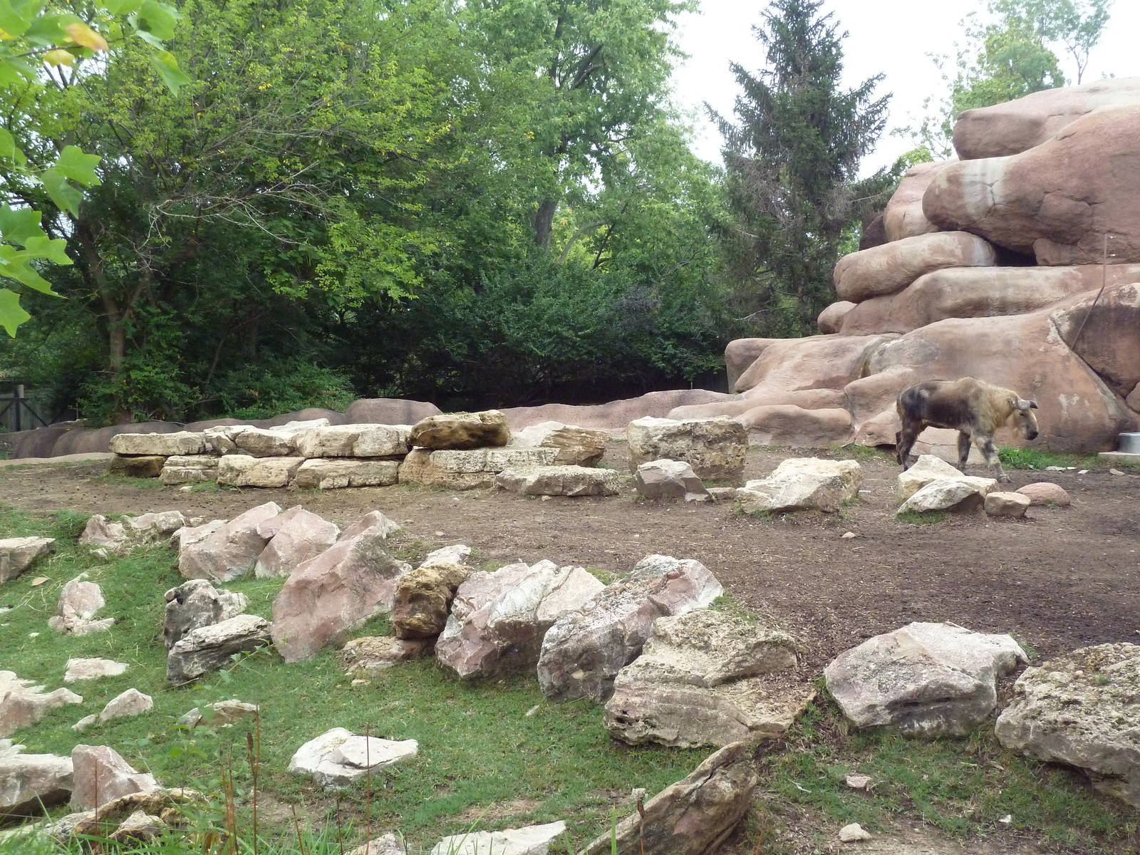Red Rocks - Sichuan Takin/Indian Muntjac Exhibit